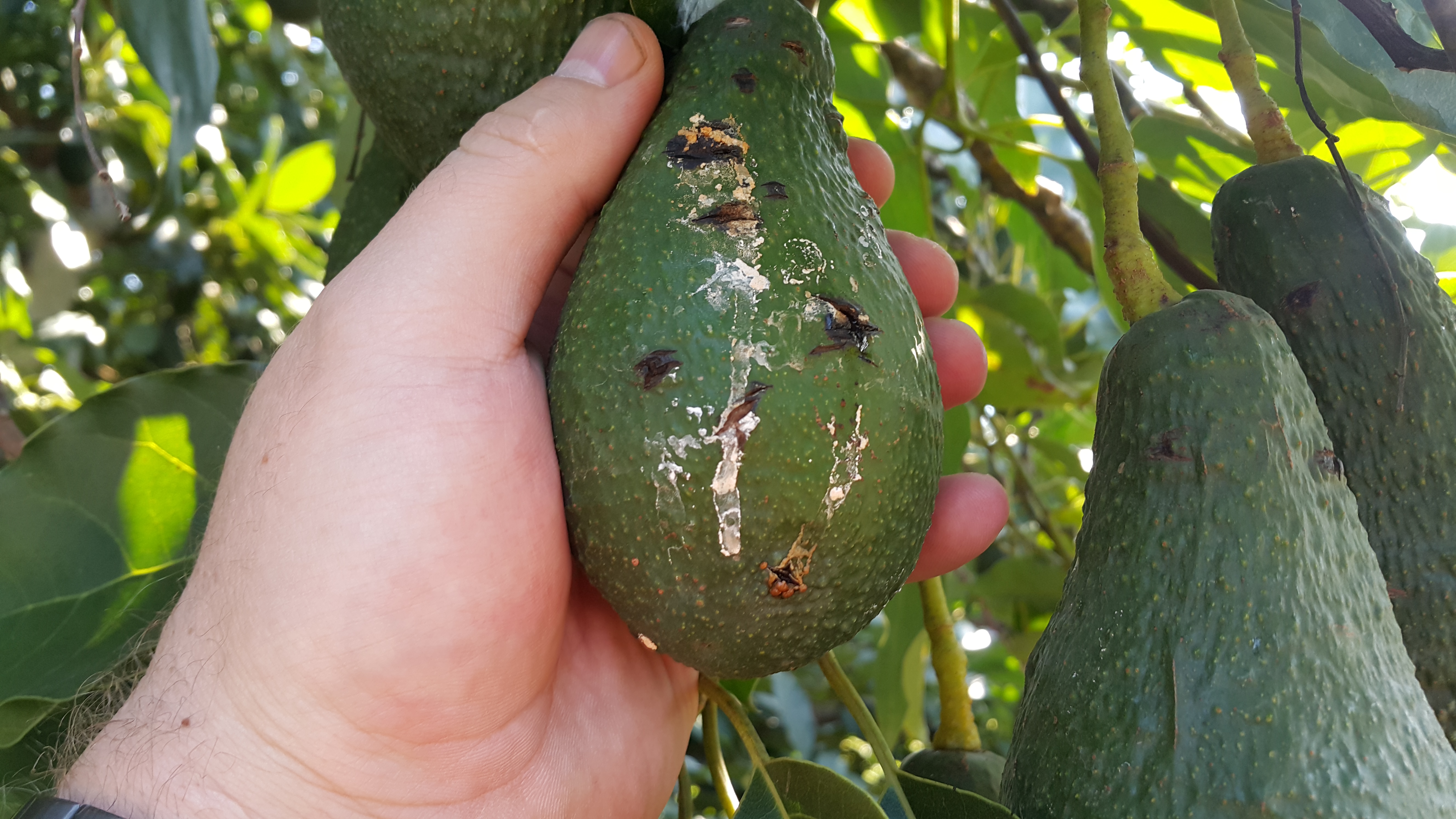 Damaged avocado fruit