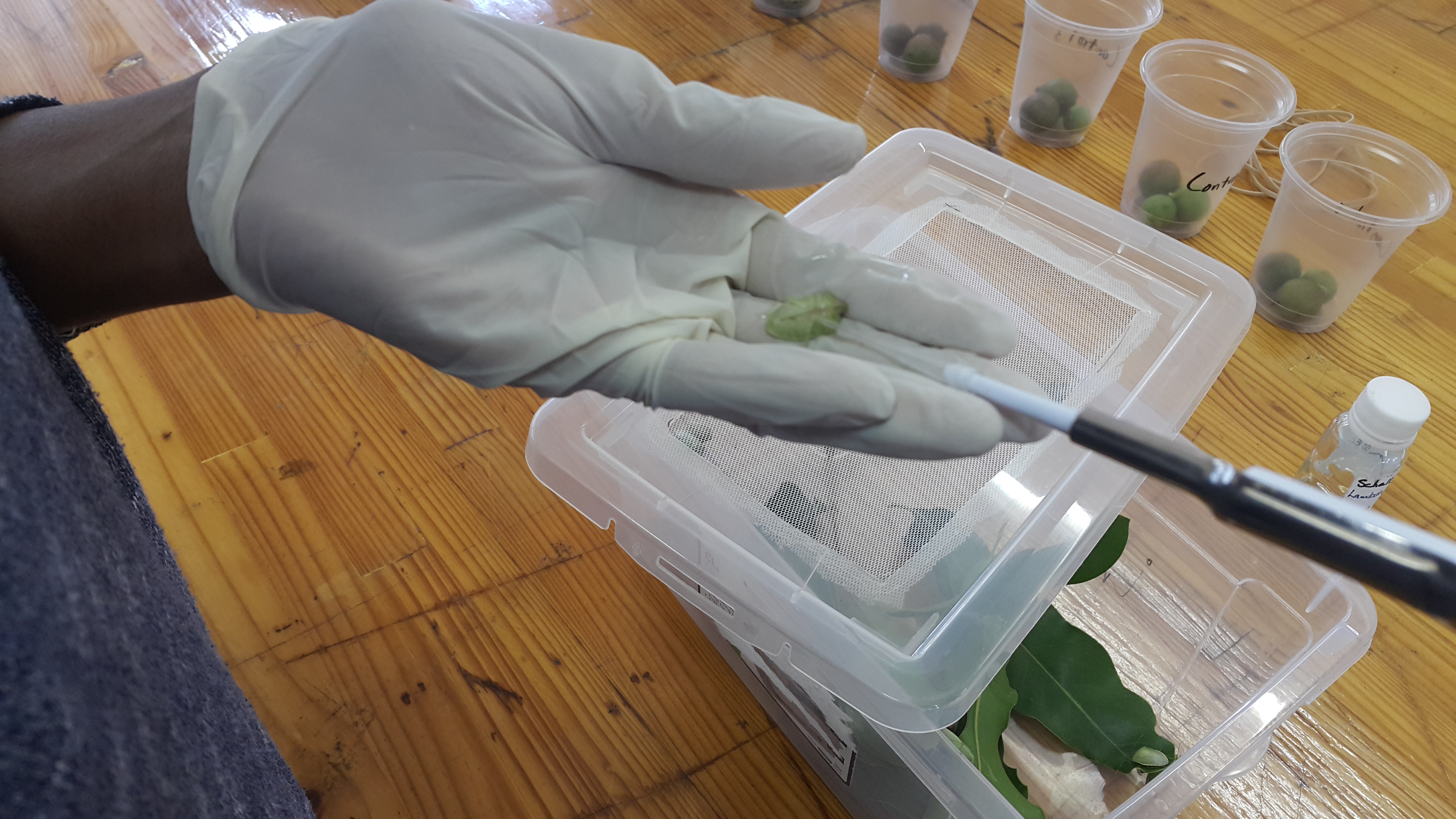 Pesticide bio-assays