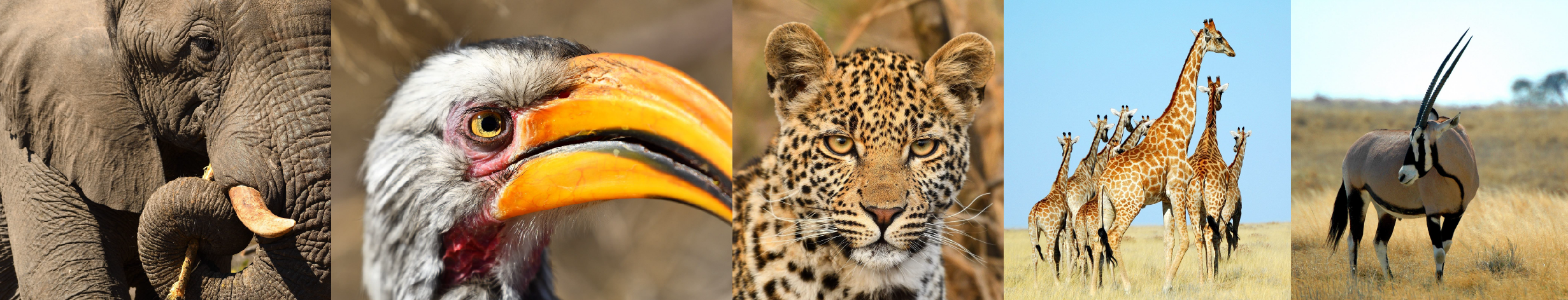 Conservation Genetics - Photographs supplied by Frank Zachos Conservation Genetics - Photographs supplied by Frank Zachos