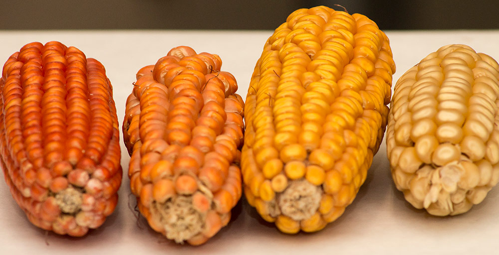 different colour cobs