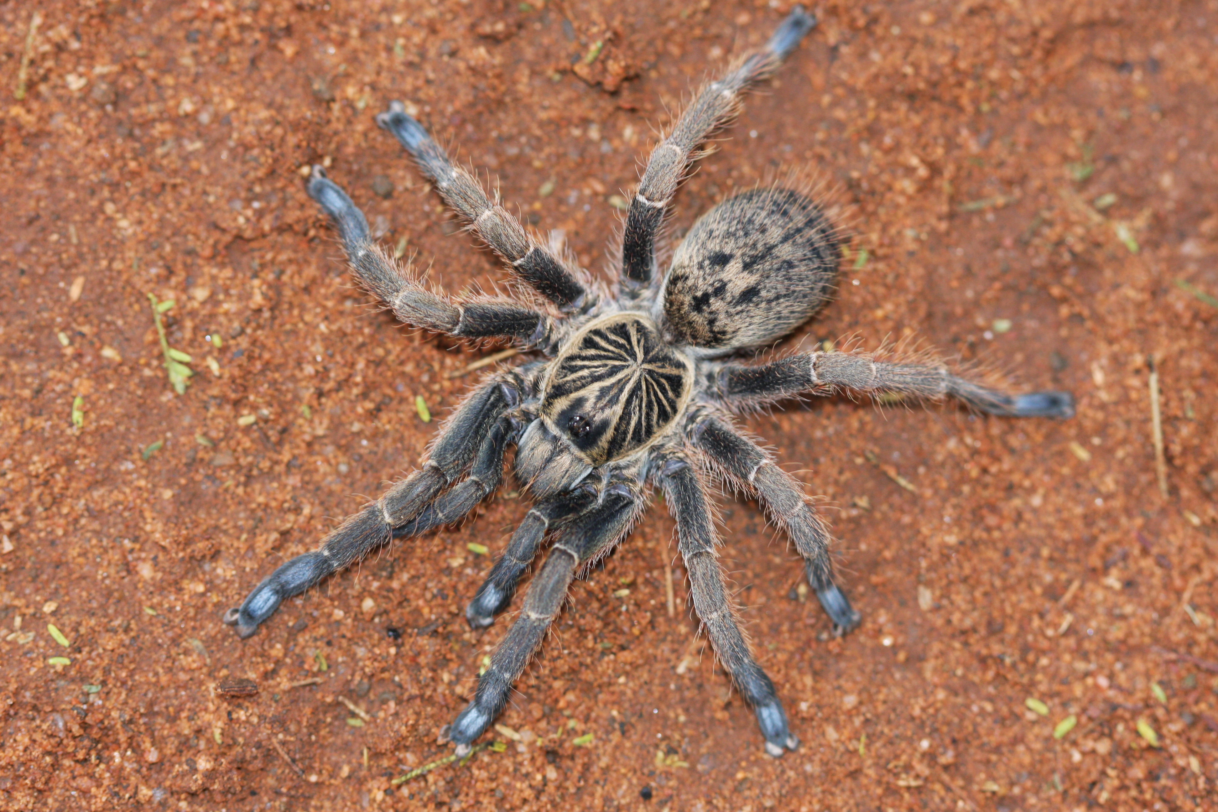 NGR Idiothele mira 6