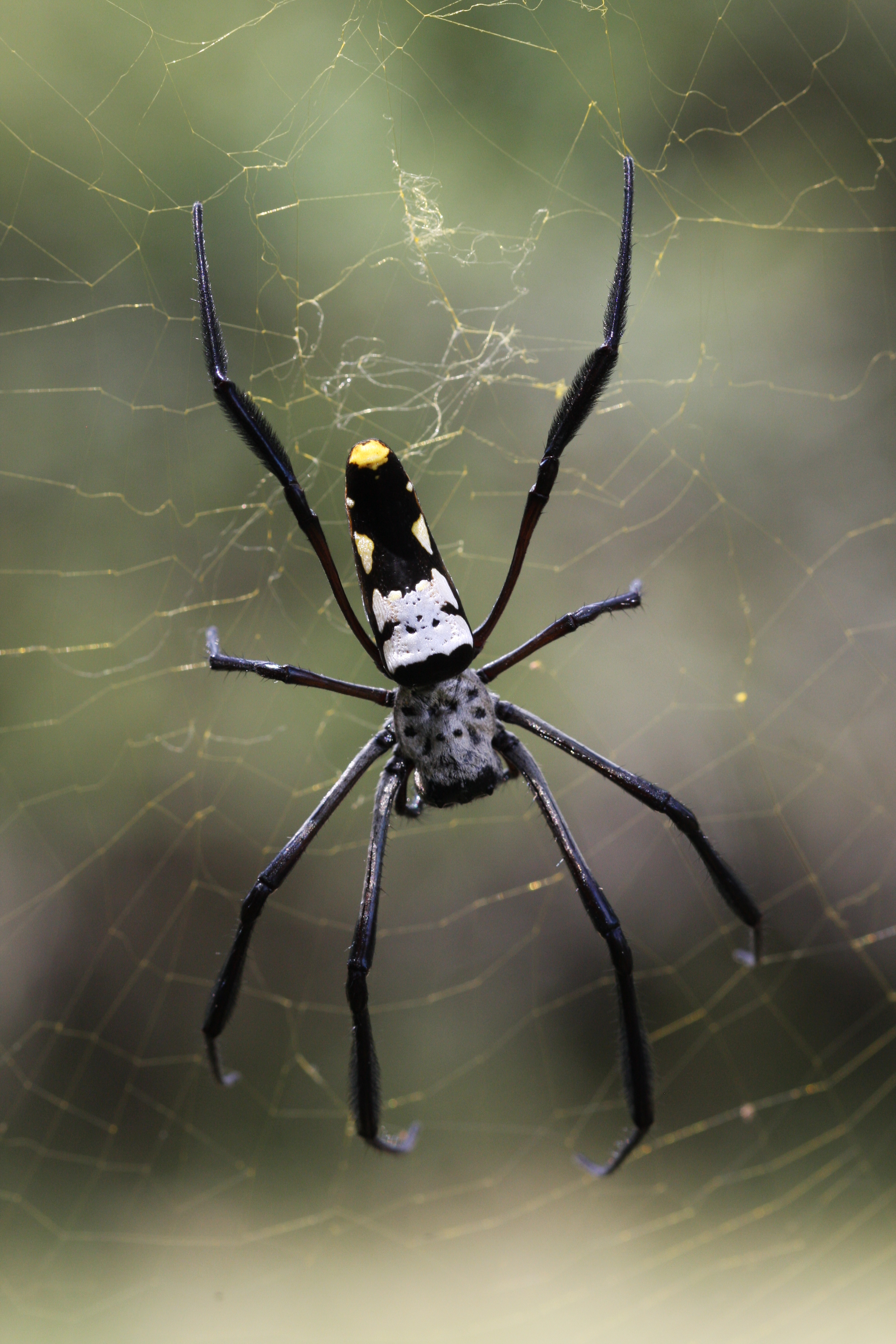 NGR Nephila komaci 5