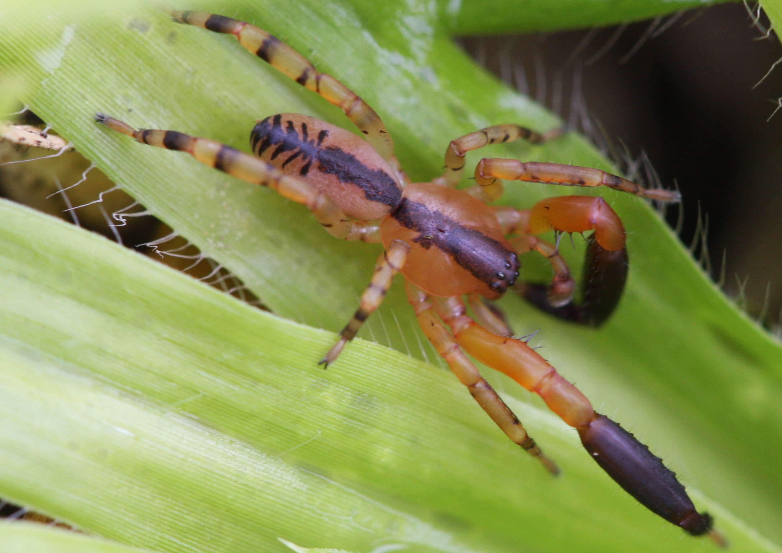 SIL Austrophaea zebra 4