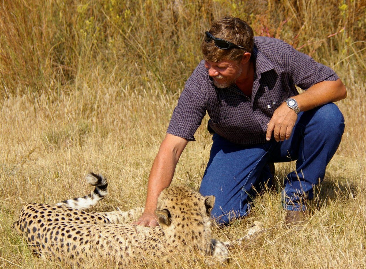 Interacting with big cat