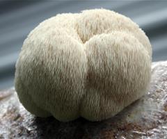 Lion’s Mane mushroom