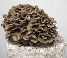 Maitake mushroom
