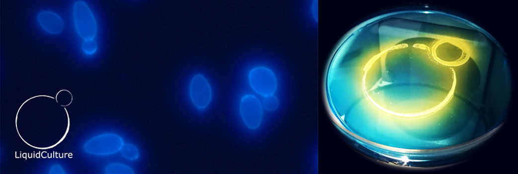 Liquid Culture Heading