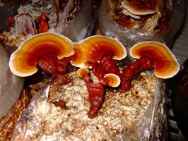 Reishi mushrooms