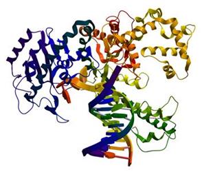 Protein structure