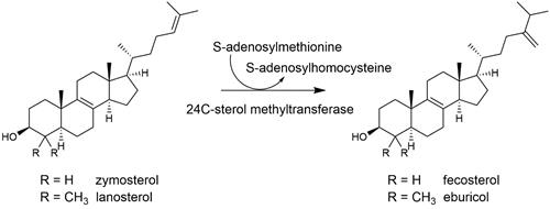 Zymosterol to fecosterol Zymosterol to fecosterol