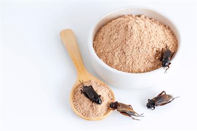 Cricket meal Cricket flour Cricket meal Cricket flour