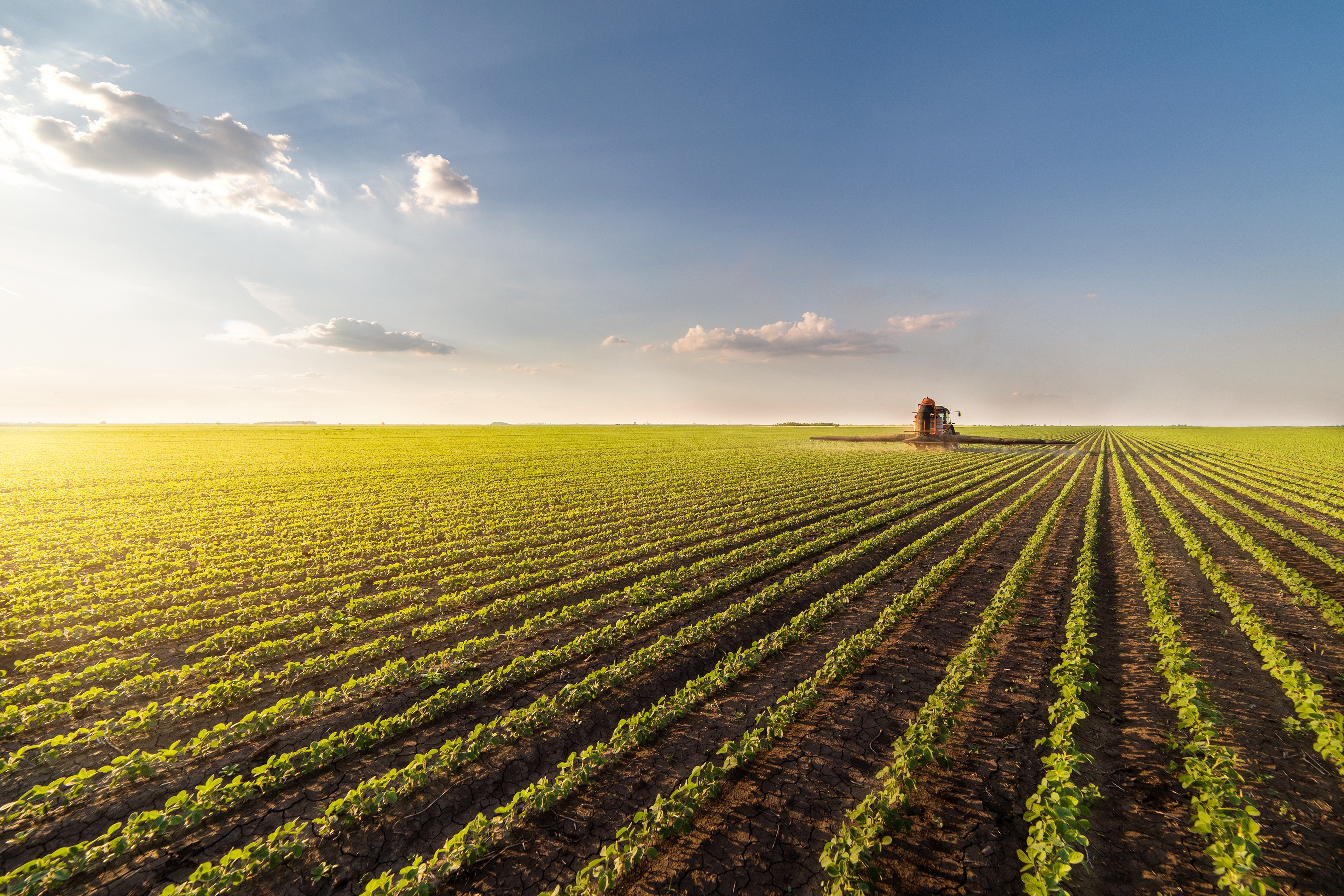 Crops in field growing