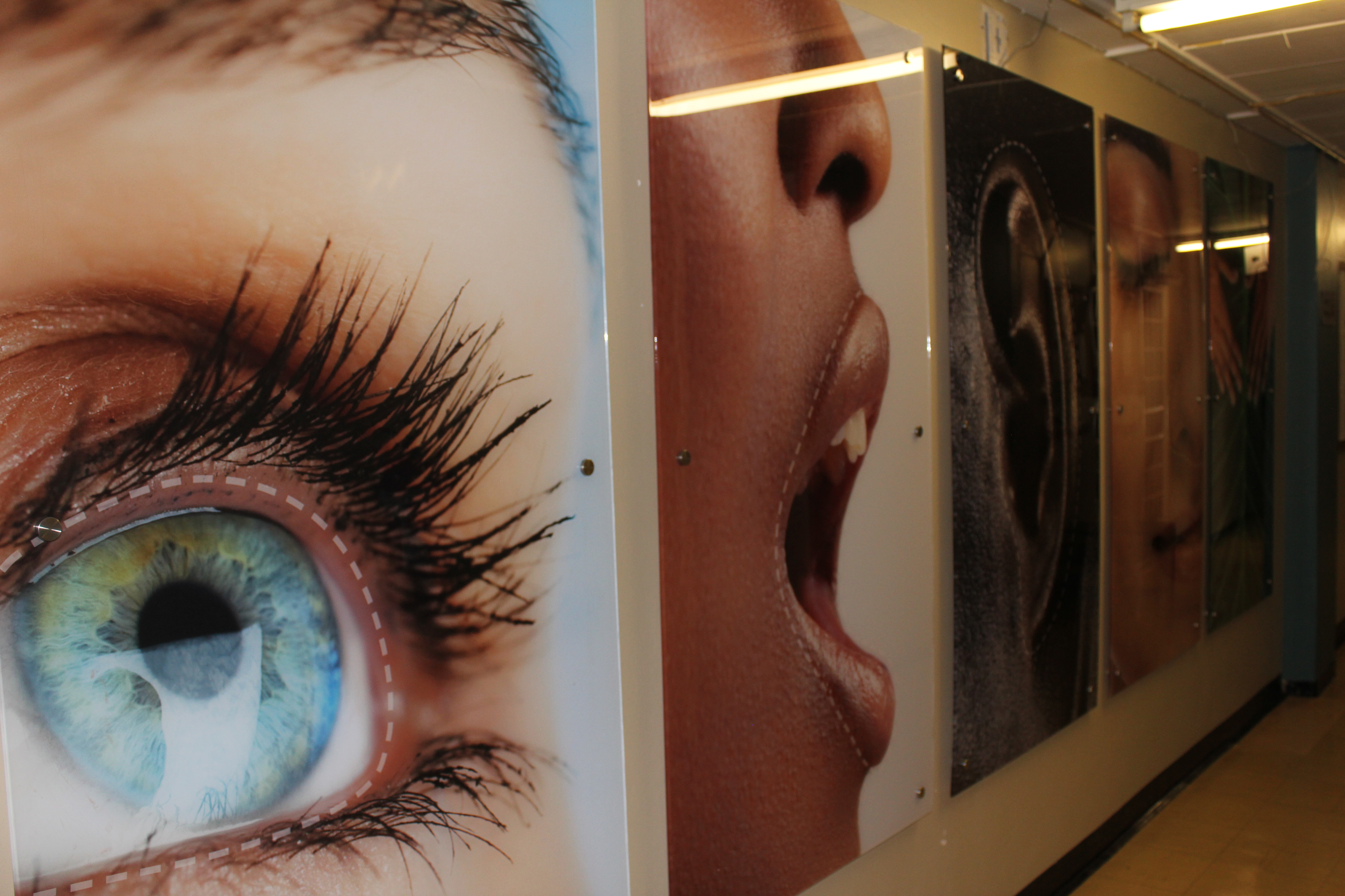 Sensory Lab See Taste Hear Smell Touch