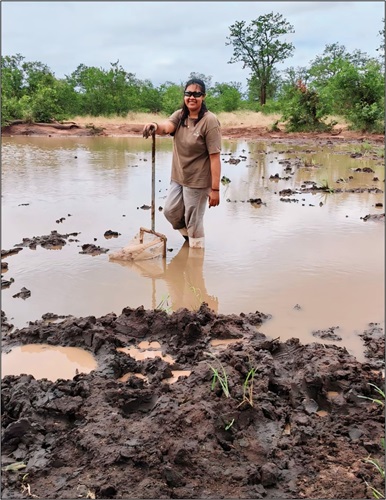 Nikisah Signh sampling in a muddy water body for tadpoles in Kriger National Park