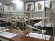 History 2 Description: Basic Medical Sciences Keywords: History 2