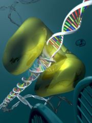 DNA herstel DNA herstel