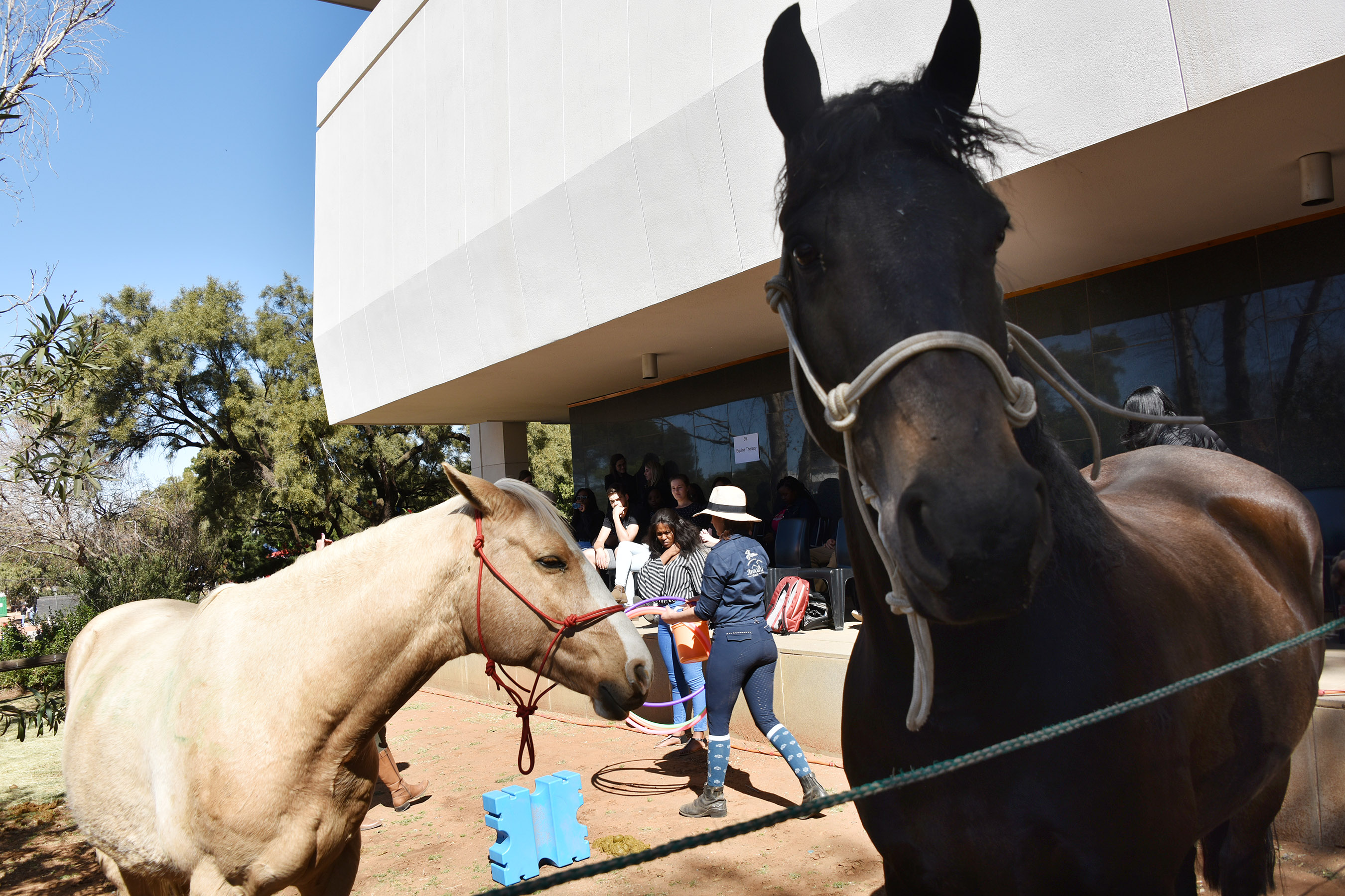 Therapeutic Horse-riding Project