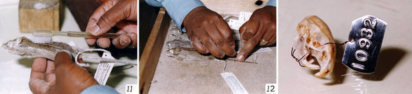 Description: 4th International Conference on Rodent Biology and Management (ICRBM) Keywords: Avenant 4