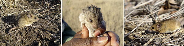 Description: 4th International Conference on Rodent Biology and Management (ICRBM) Keywords: MacFadyen 2