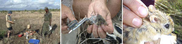 Description: 4th International Conference on Rodent Biology and Management (ICRBM) Keywords: MacFadyen